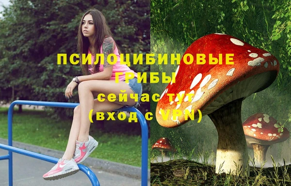 прущие грибы Михайлов